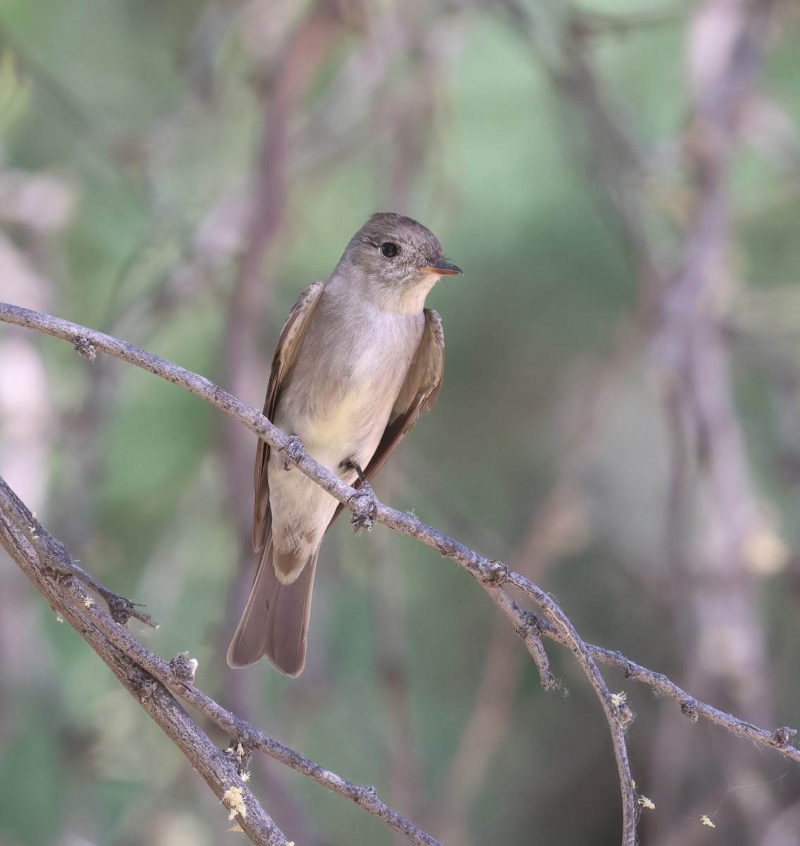 Western Wood-Pewee - Jill Casperson