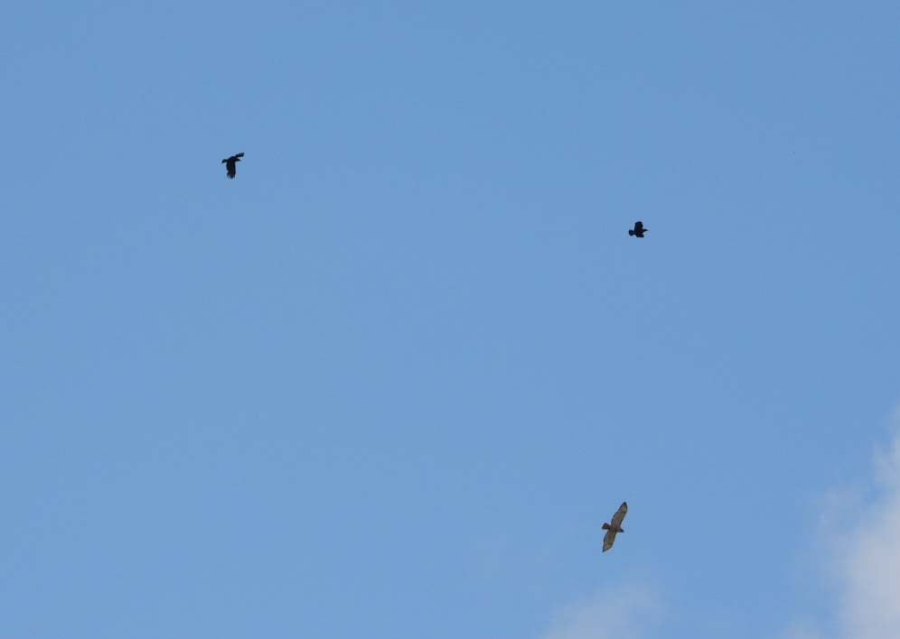 Red-tailed Hawk - Doug Pfeiffer