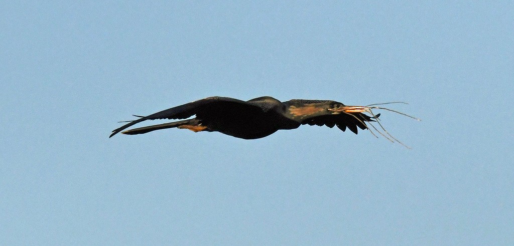 Anhinga d'Amérique - ML619302753