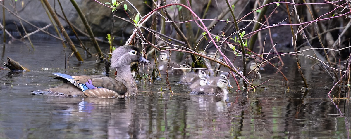 Wood Duck - Duncan Todd