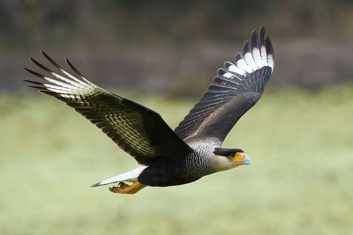 Crested Caracara - Leonardo Guinez