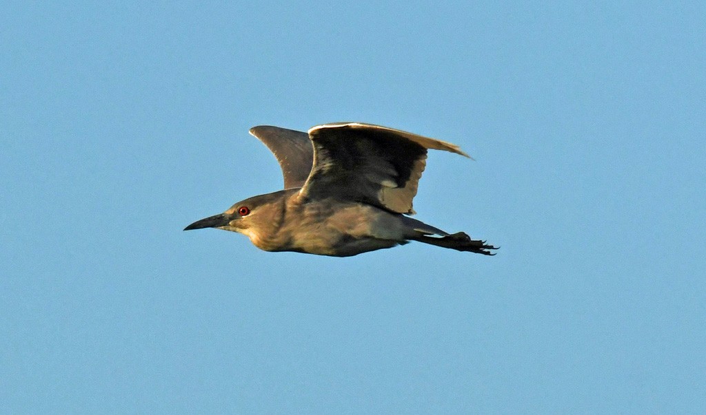 Black-crowned Night Heron - Giff Beaton