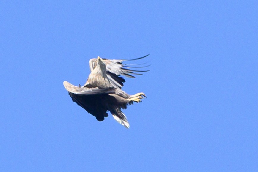 White-tailed Eagle - Maria Ulanova