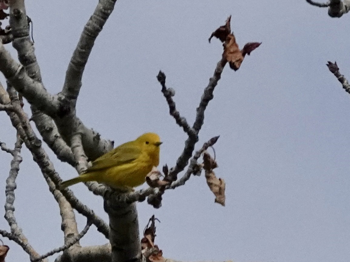 Yellow Warbler - Walt Beazley