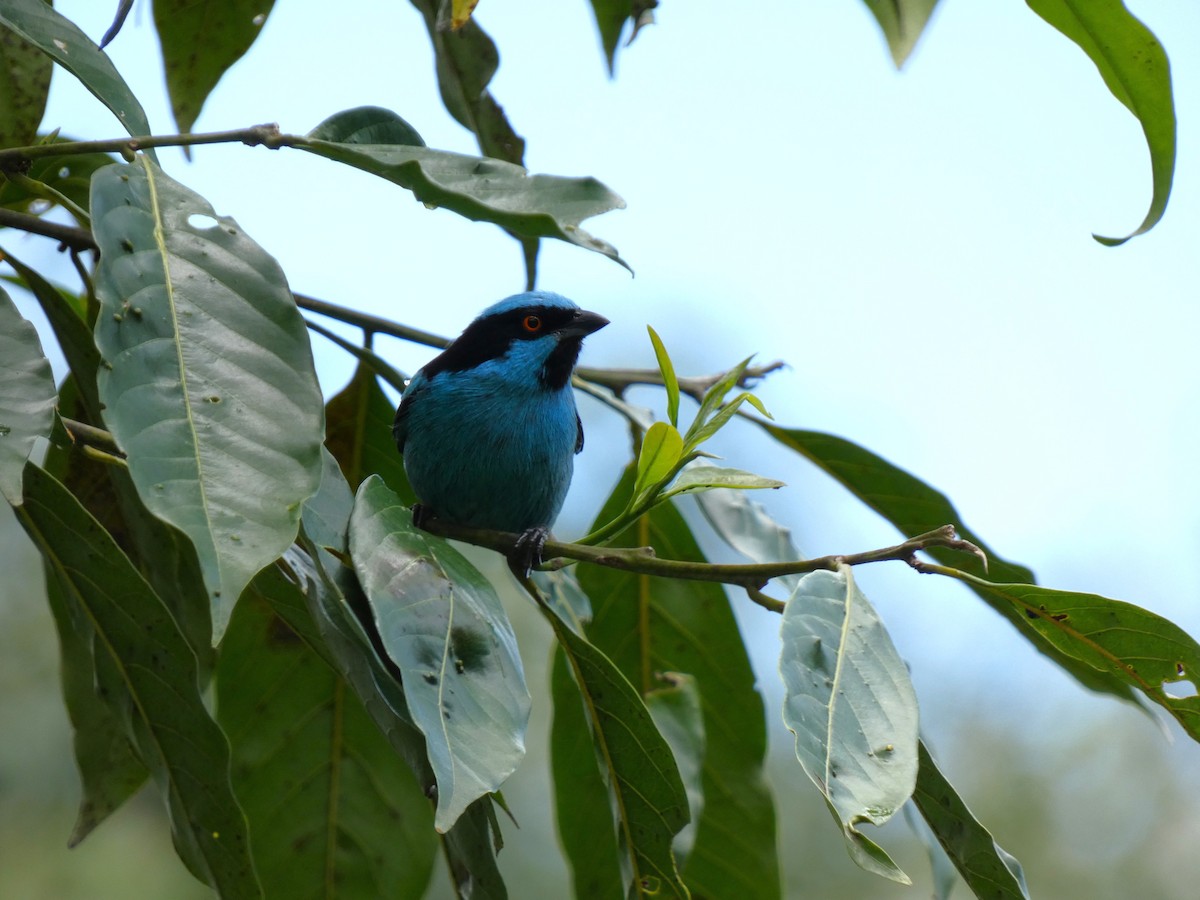 Turquoise Dacnis - ML619302788