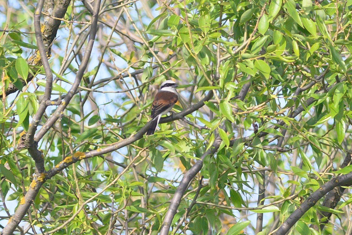 Red-backed Shrike - Maria Ulanova