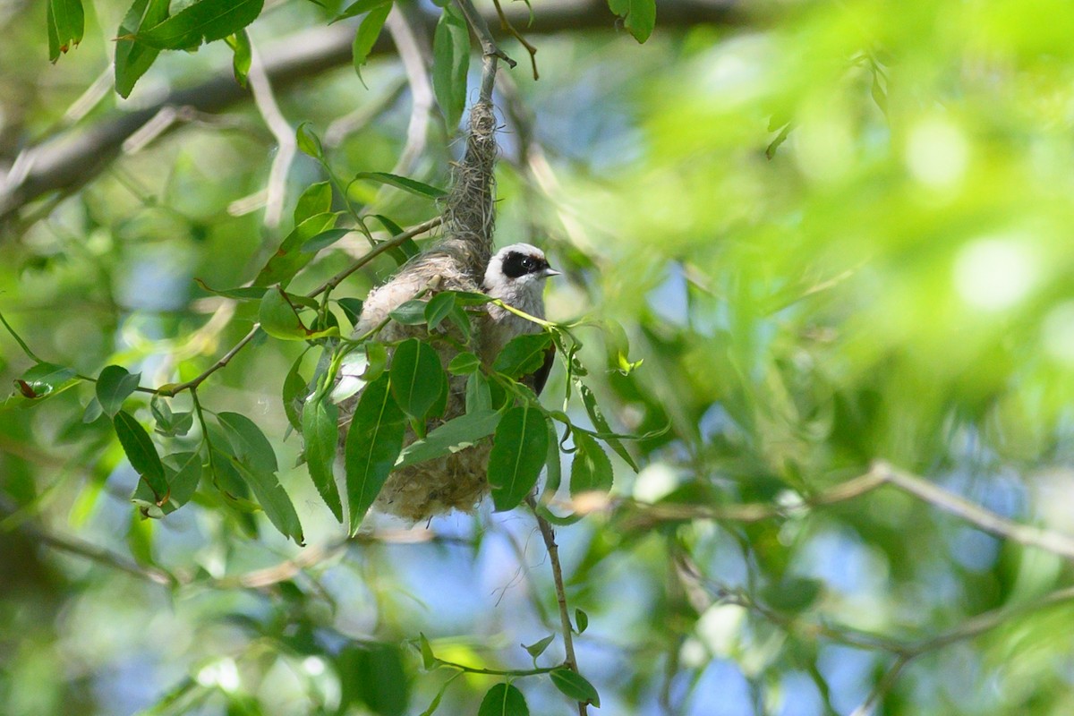 Eurasian Penduline-Tit - ML619302802