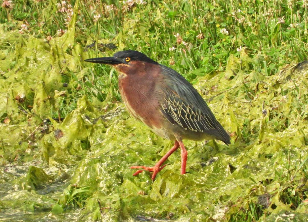 Green Heron - Doug Pfeiffer