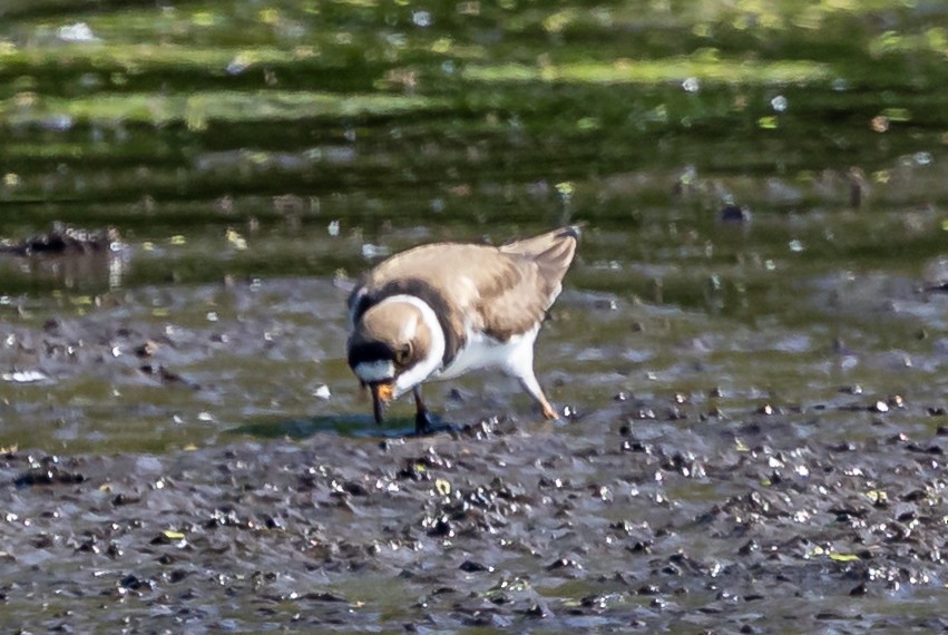 Semipalmated Plover - ML619302814