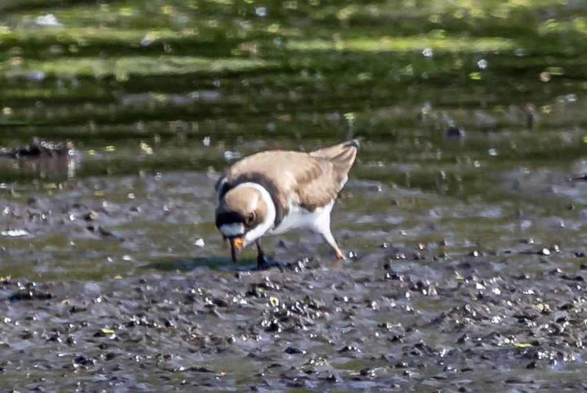 Semipalmated Plover - Robert Bochenek