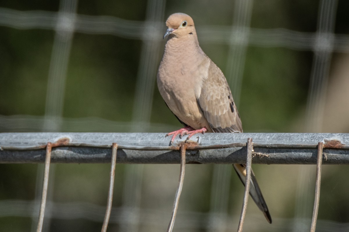 Mourning Dove - ML619302819