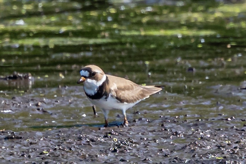 Semipalmated Plover - ML619302831