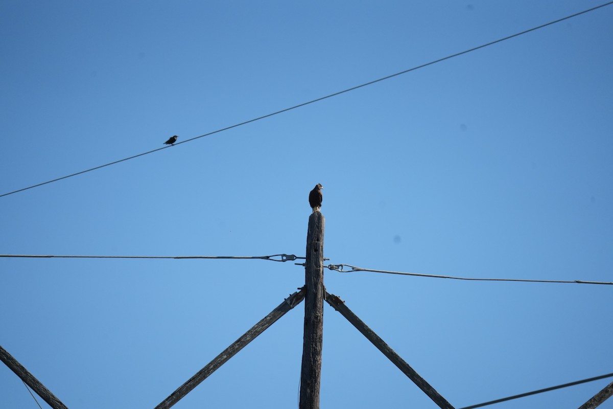 Harris's Hawk - Christophe Rouleau-Desrochers