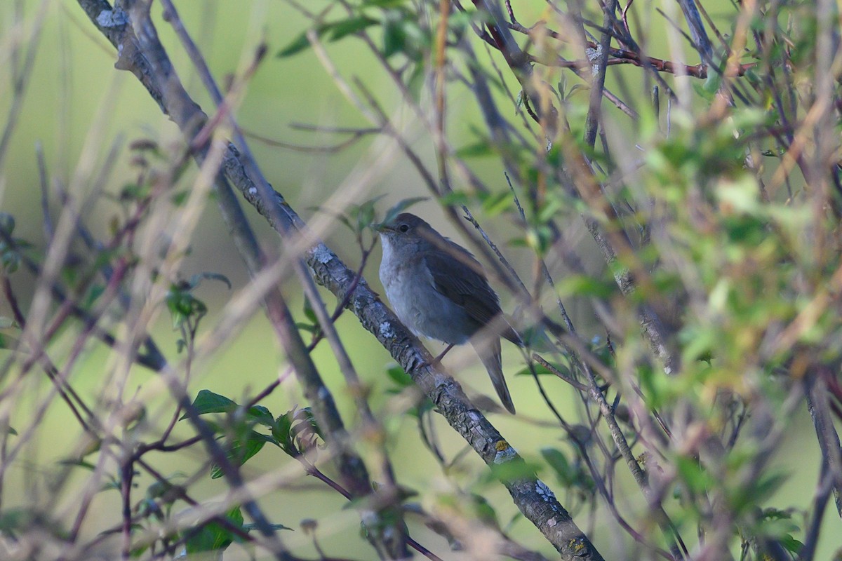 Thrush Nightingale - ML619302843