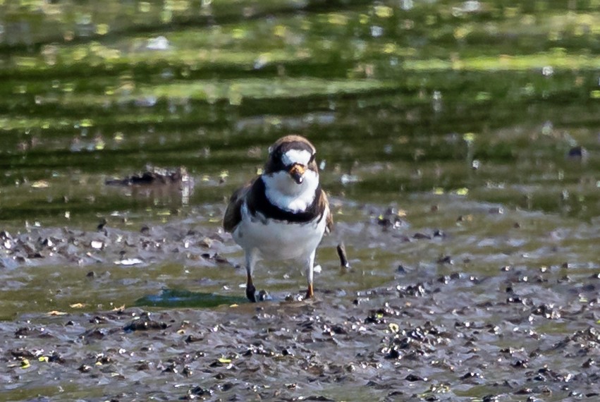 Semipalmated Plover - ML619302845