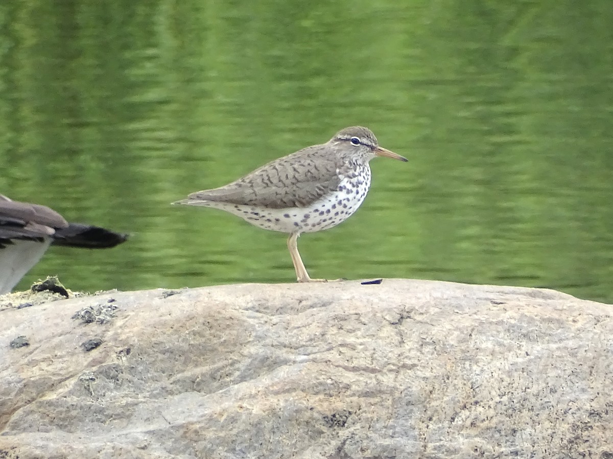 Spotted Sandpiper - Jeffrey Roth