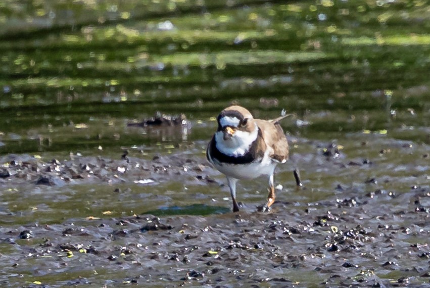 Semipalmated Plover - ML619302855