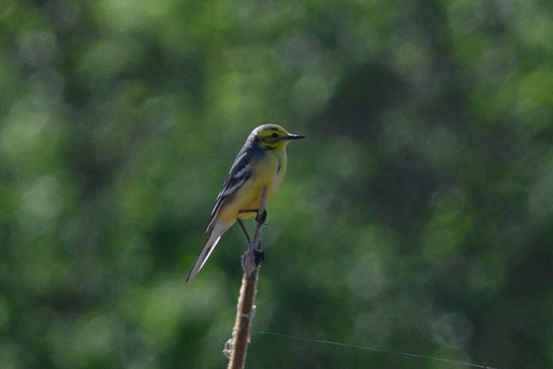 Citrine Wagtail - ML619302862