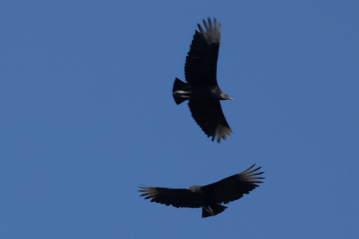 Black Vulture - Dale Bargmann