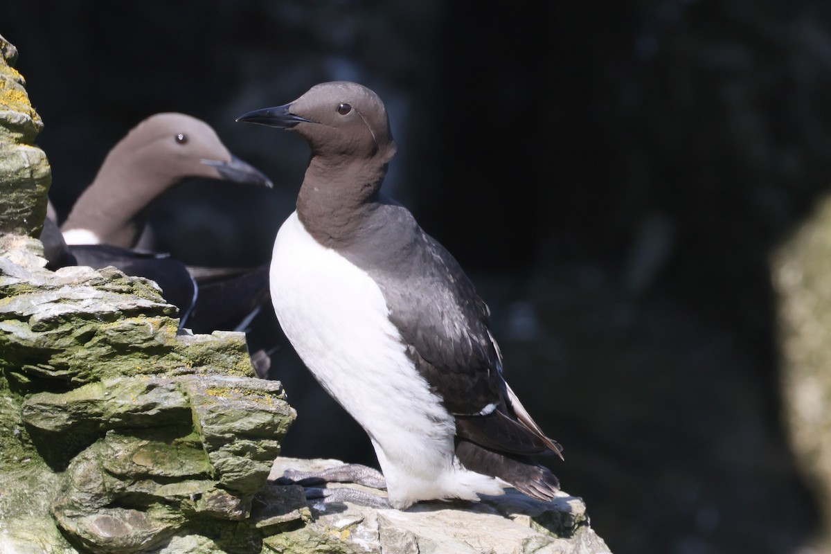 Common Murre - ML619302871