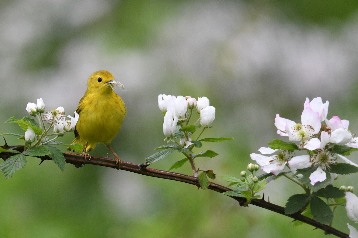 Paruline jaune - ML619302878