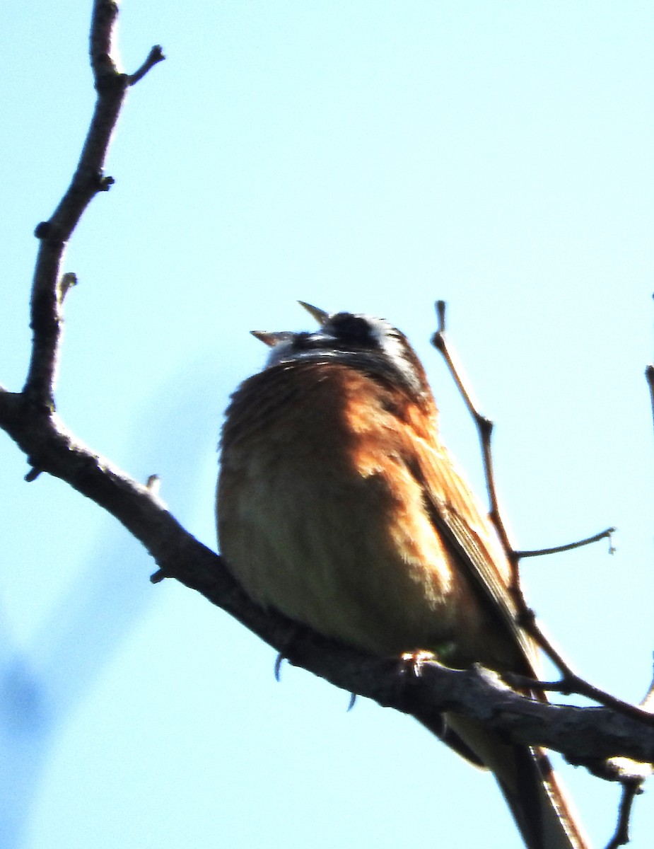 Meadow Bunting - ML619302888