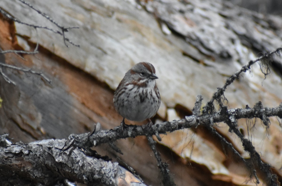 Song Sparrow - Steve Quick