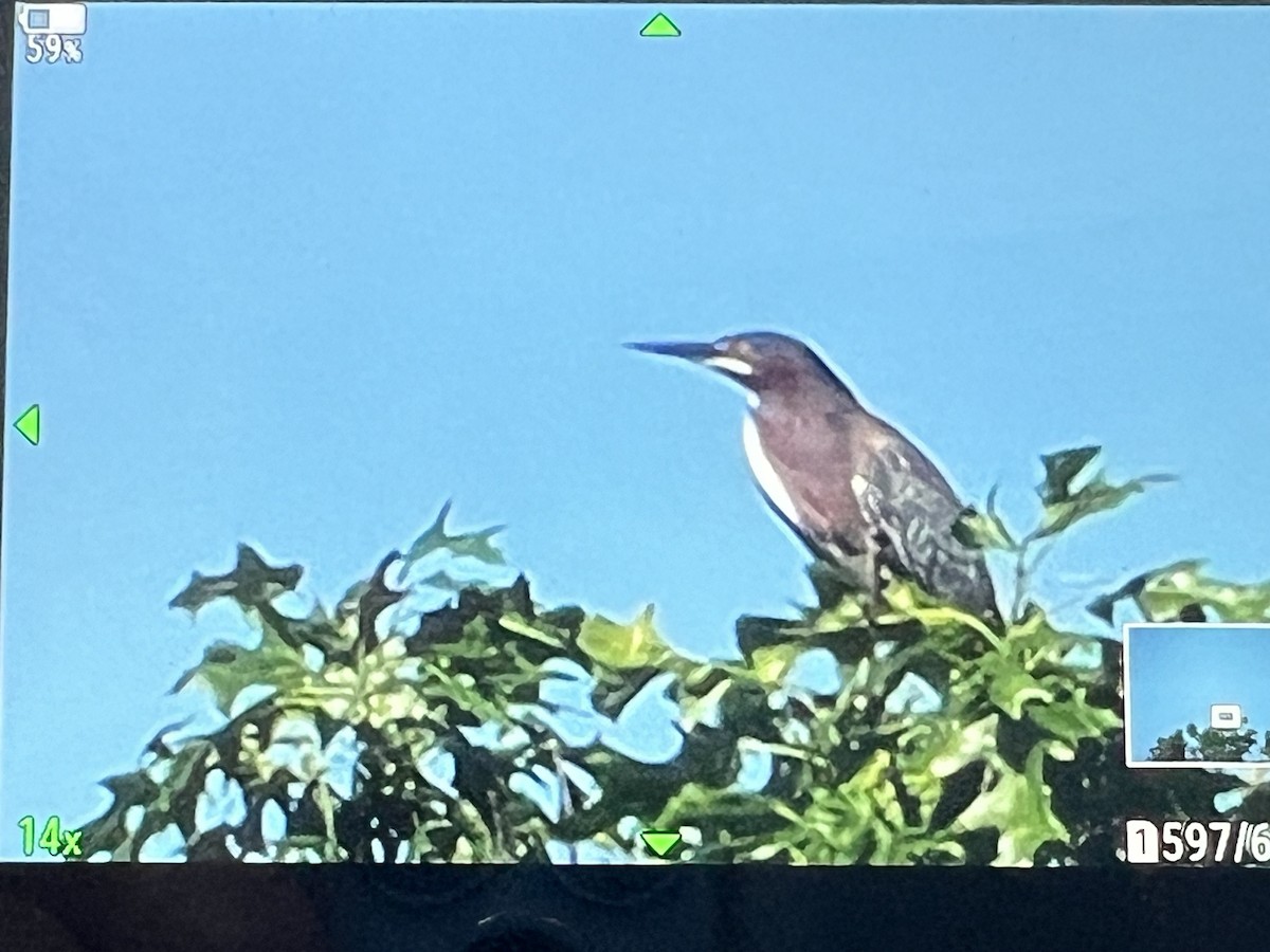 Green Heron - ML619302904