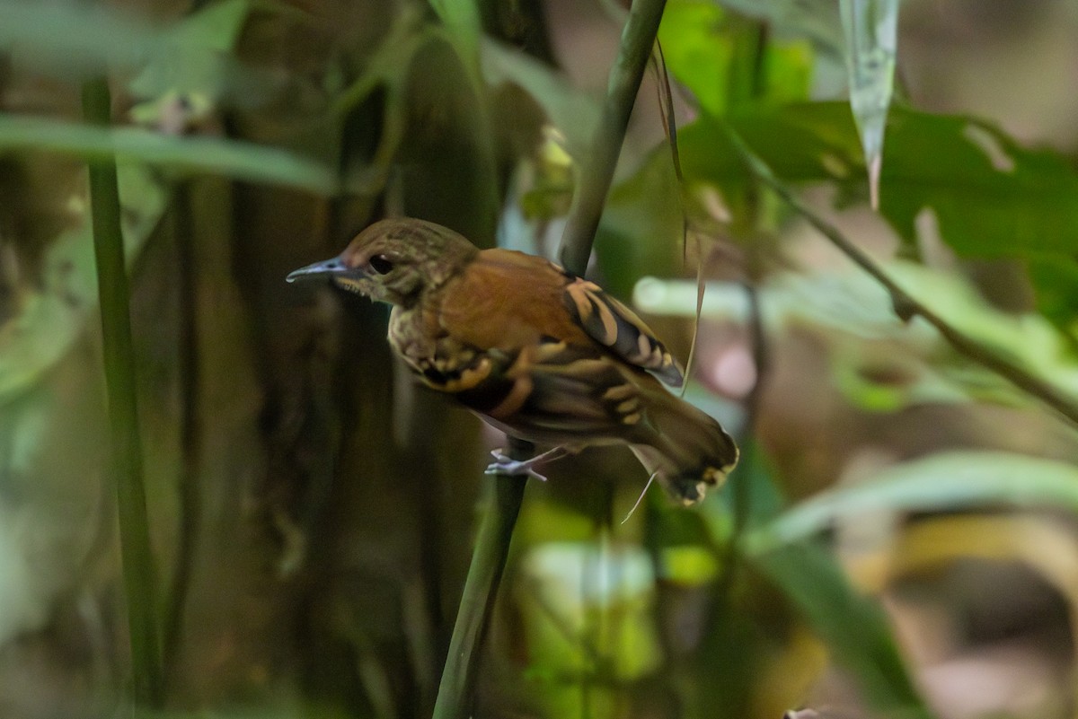 Spotted Antbird - Mason Flint