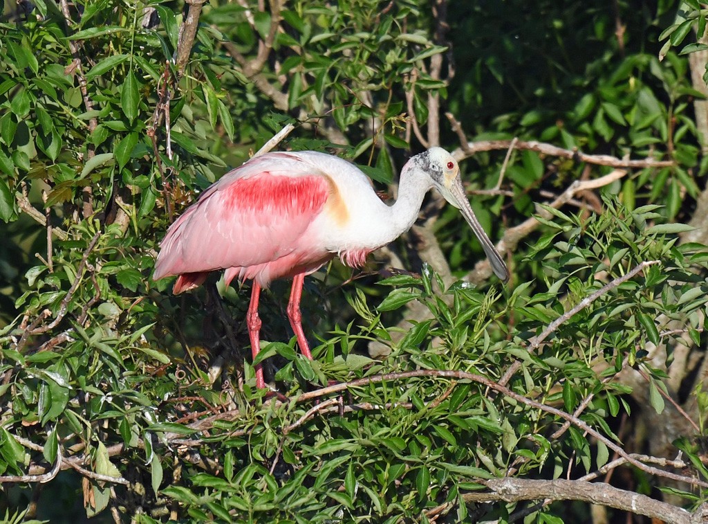 Roseate Spoonbill - Giff Beaton