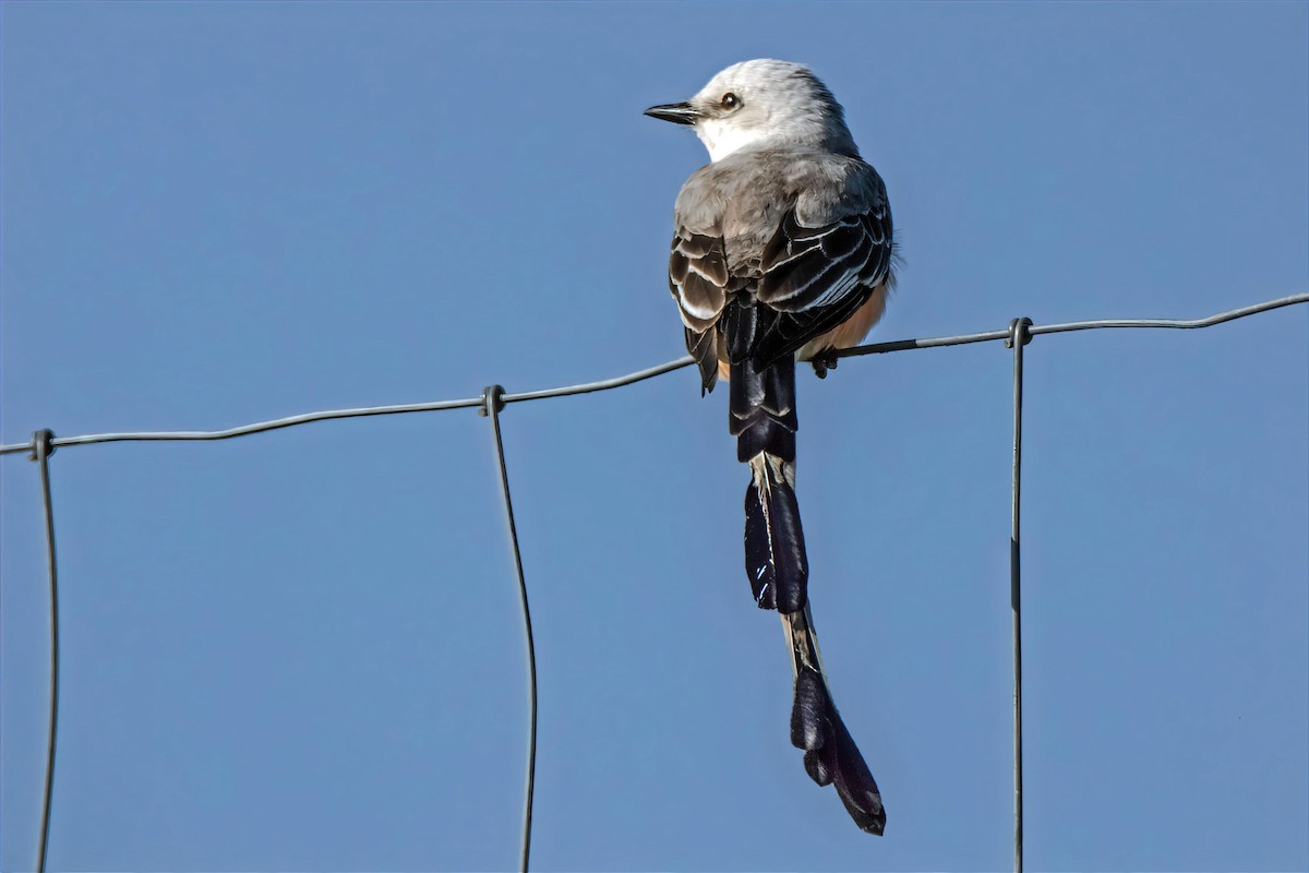 Scissor-tailed Flycatcher - Dale Bargmann