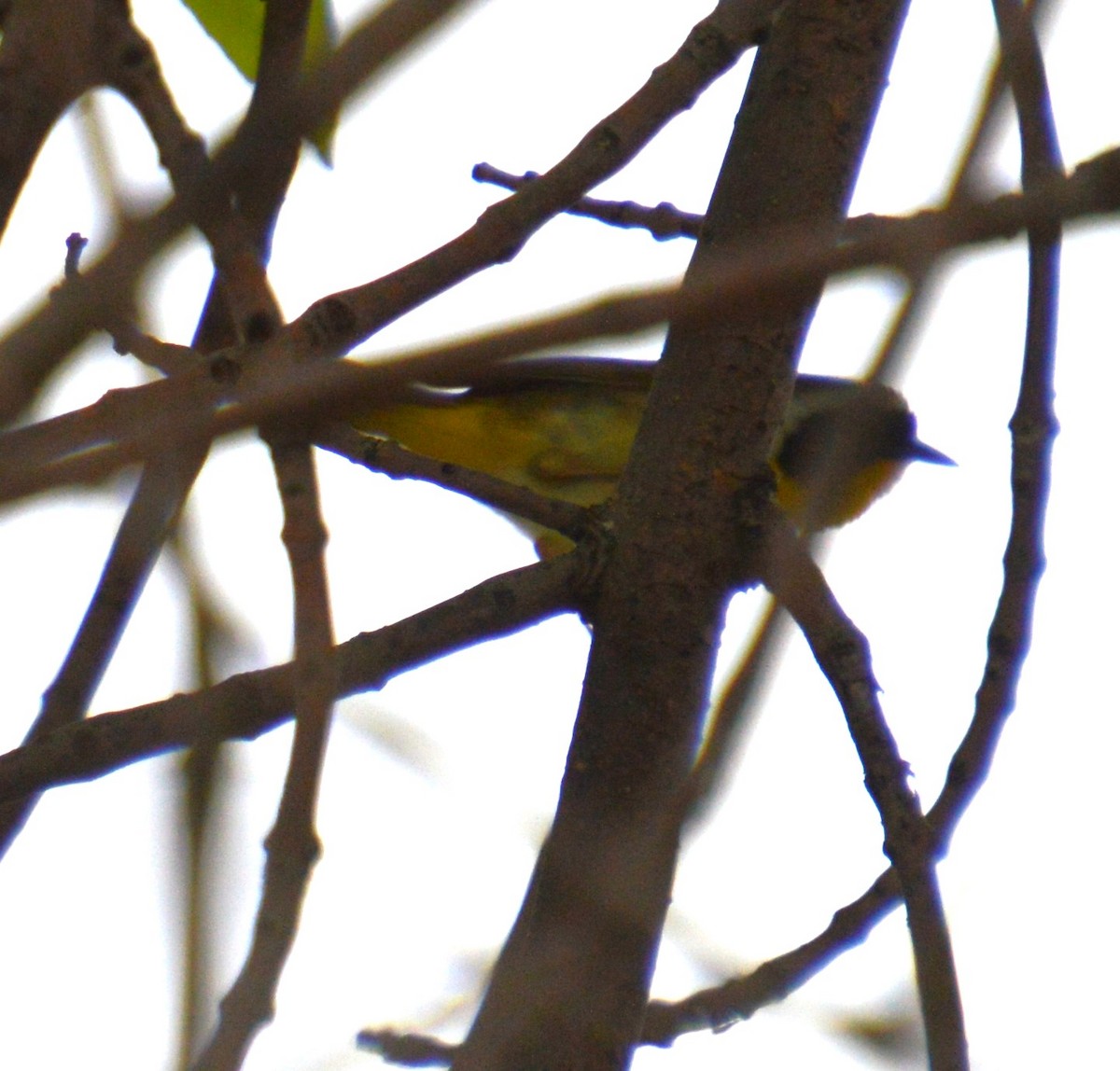 Common Yellowthroat - Liz Almlie