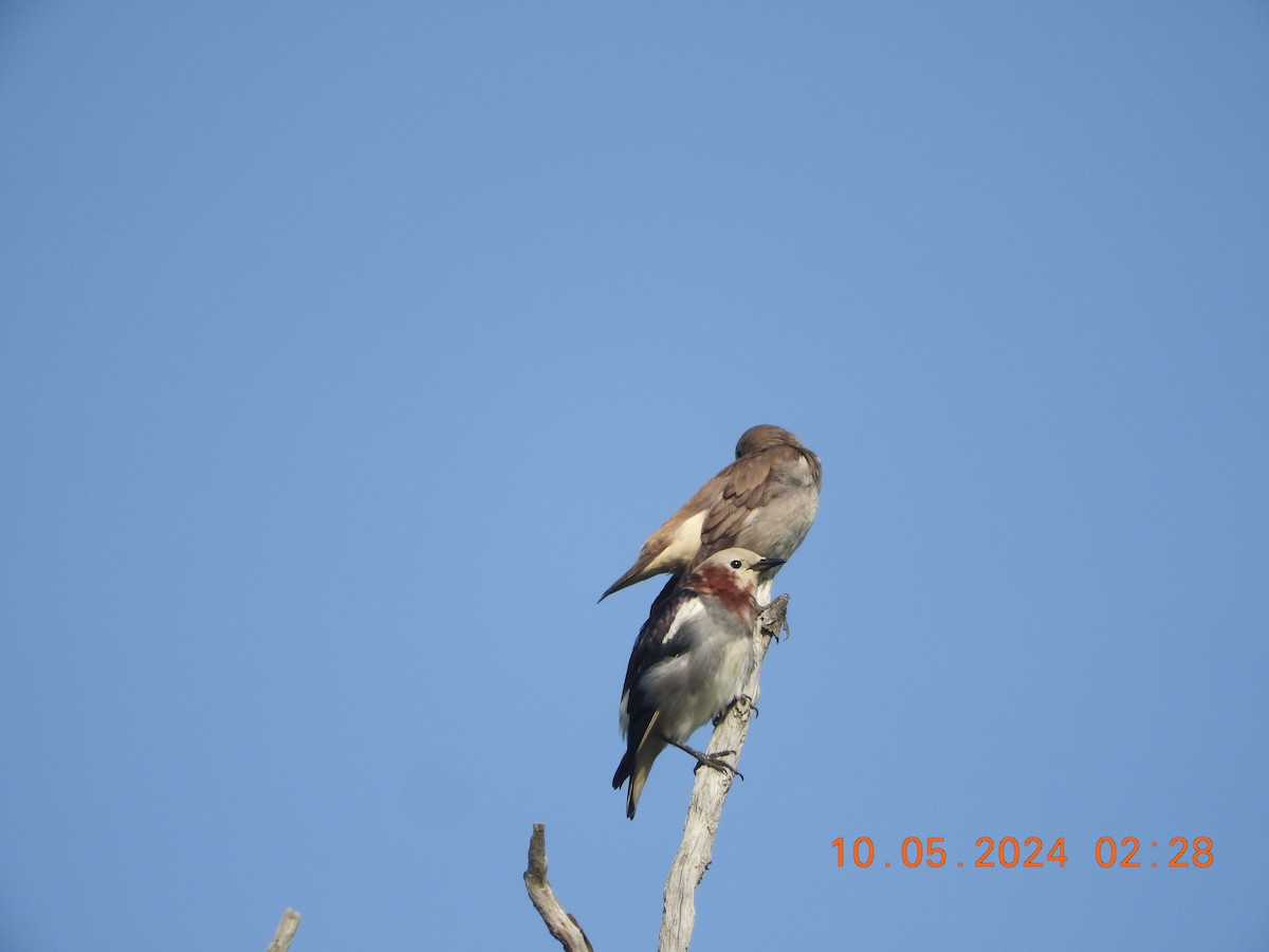 Chestnut-cheeked Starling - ML619302945