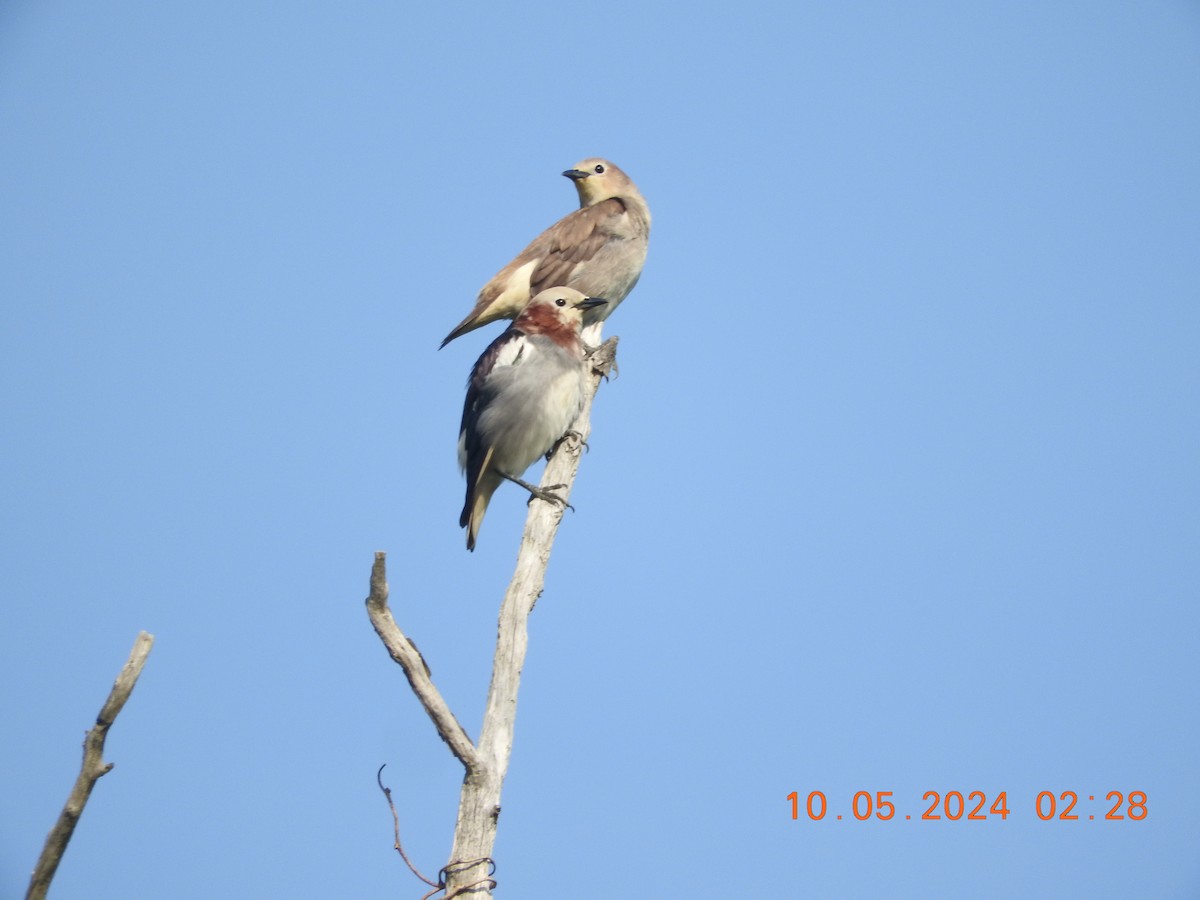 Chestnut-cheeked Starling - ML619302946