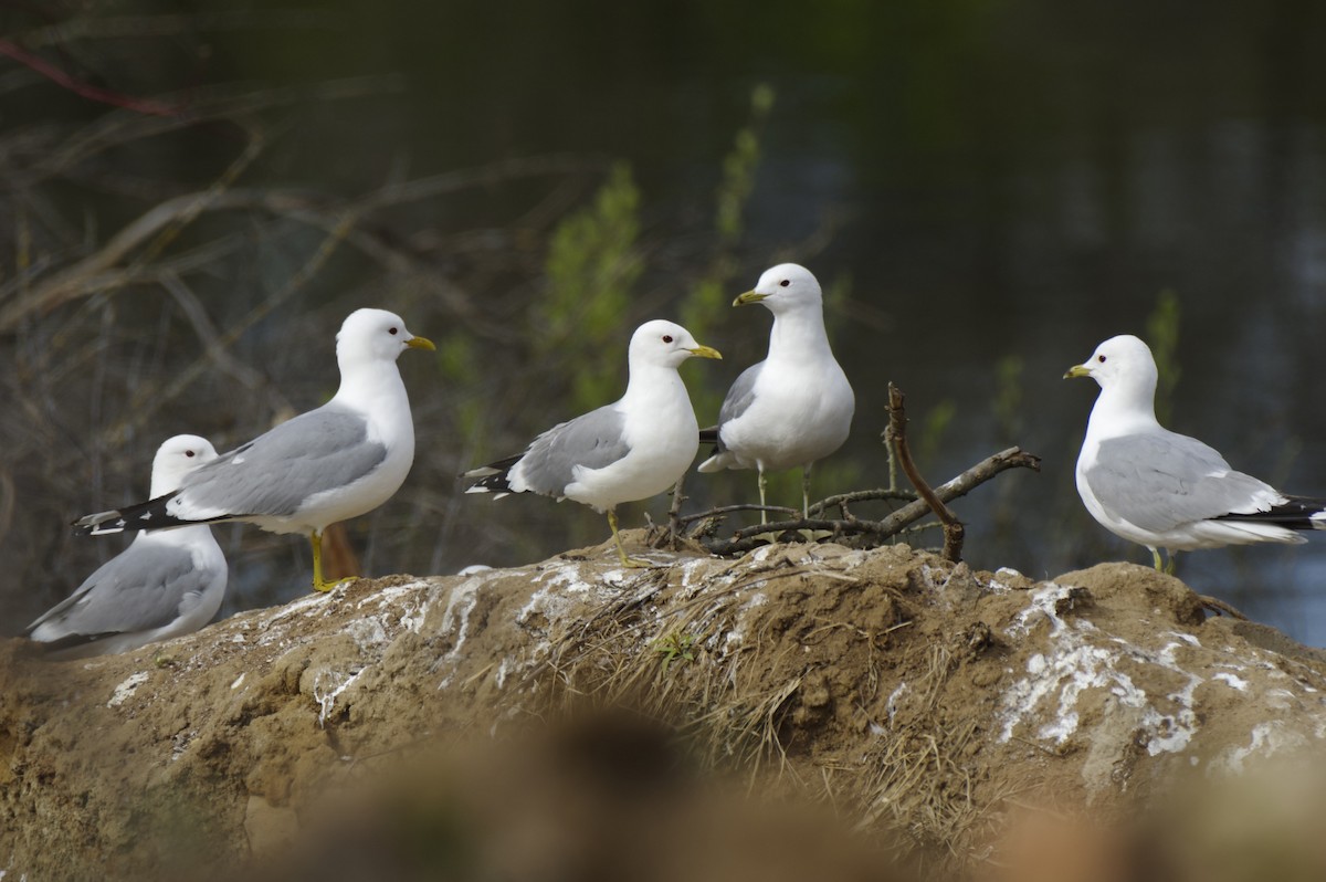 Common Gull - ML619302952