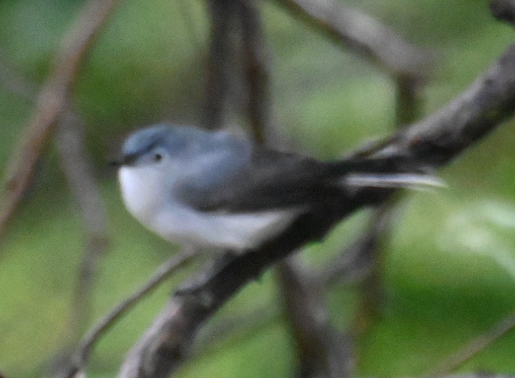 Blue-gray Gnatcatcher - Steve Davis