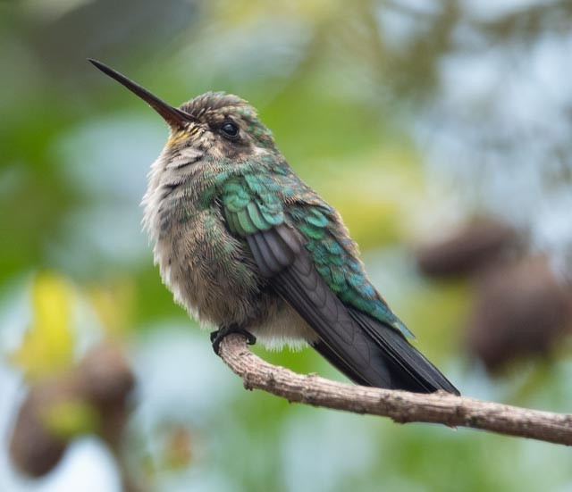 Glittering-bellied Emerald - ML619302974