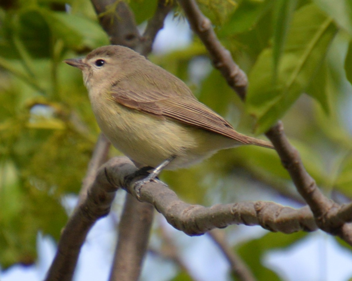 Warbling Vireo - Liz Almlie