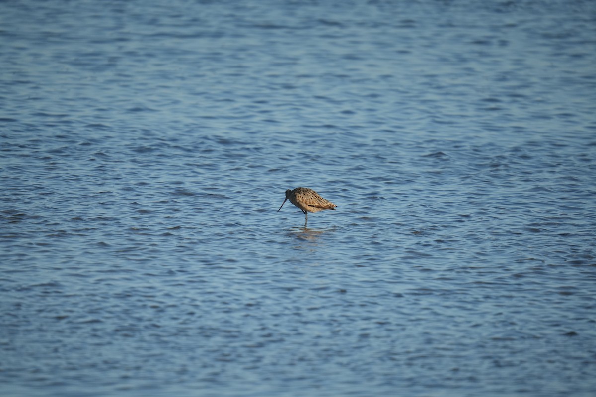 Marbled Godwit - Christophe Rouleau-Desrochers