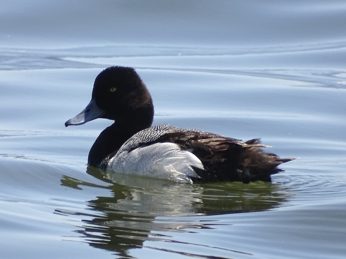 Lesser Scaup - Jeffrey Roth