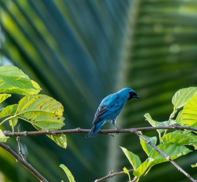 Blue Dacnis - Marcus Müller