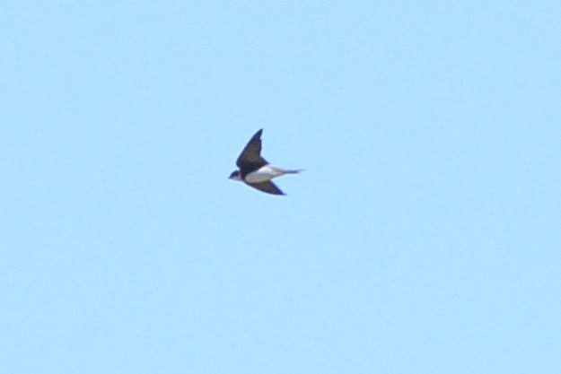Bank Swallow - ML619303010
