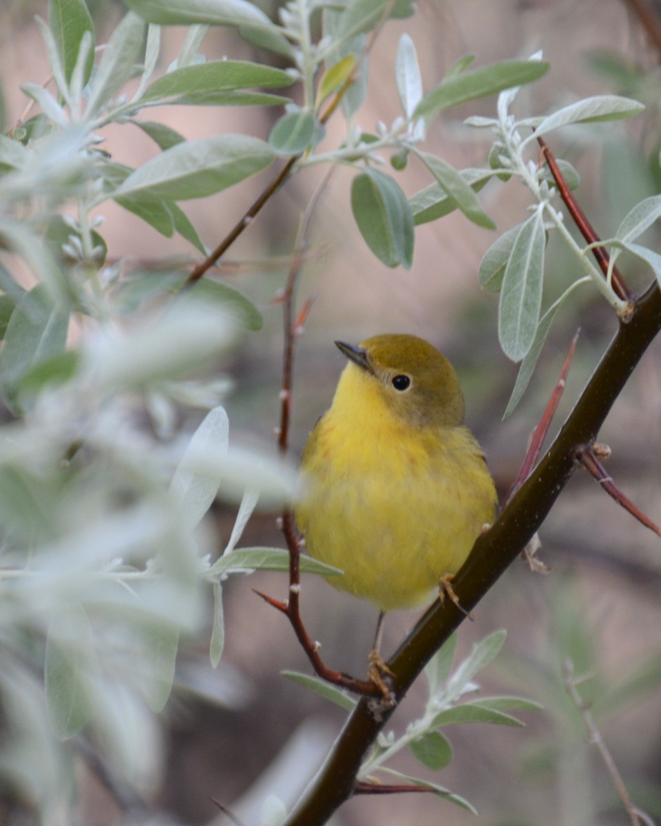 Yellow Warbler - Liz Almlie