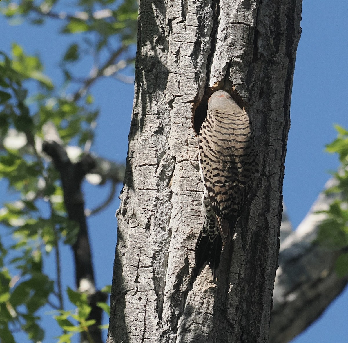 Northern Flicker - Bob Foehring