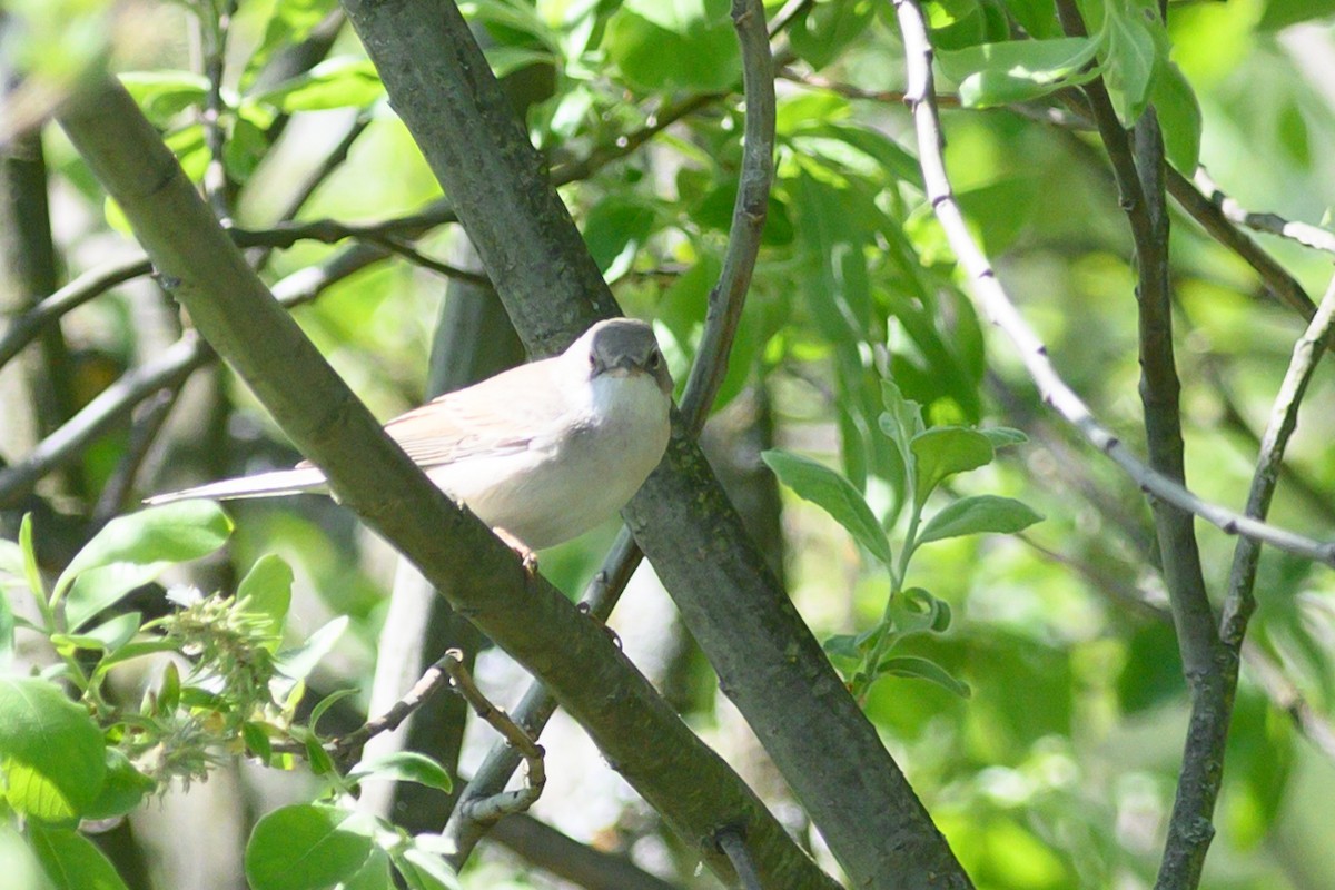Lesser Whitethroat - ML619303019