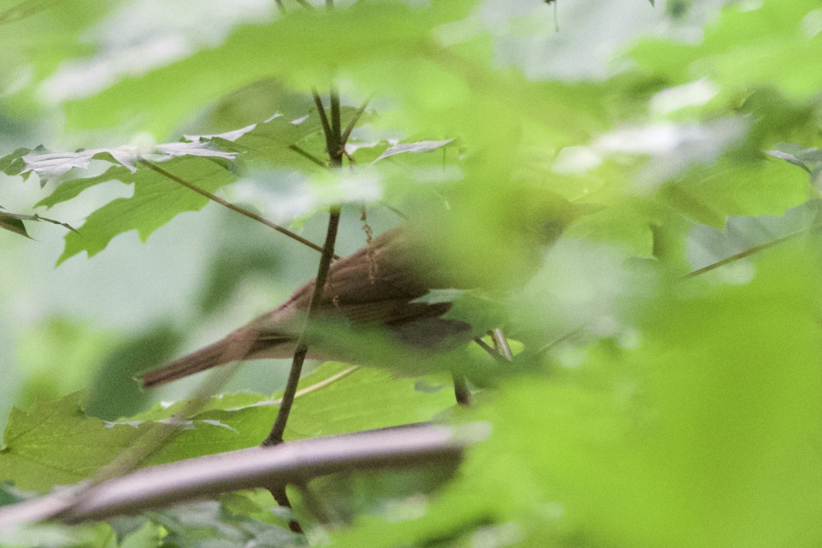 Bicknell's Thrush - Adam Cunningham