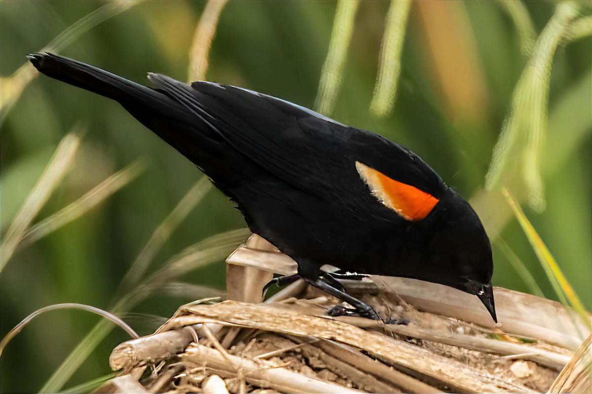 Red-winged Blackbird - Dale Bargmann