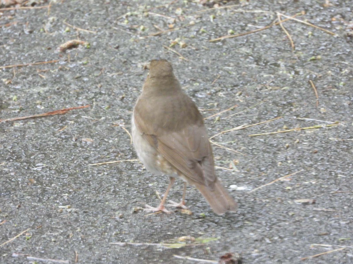 Swainson's Thrush - Doug Pfeiffer