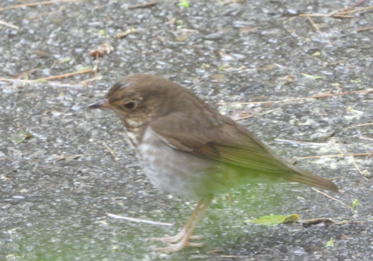 Swainson's Thrush - Doug Pfeiffer