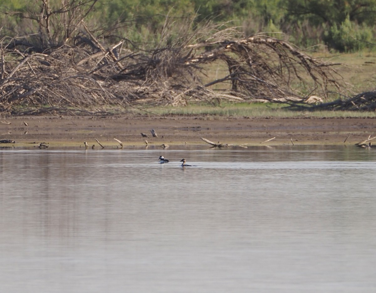 Bufflehead - ML619303038